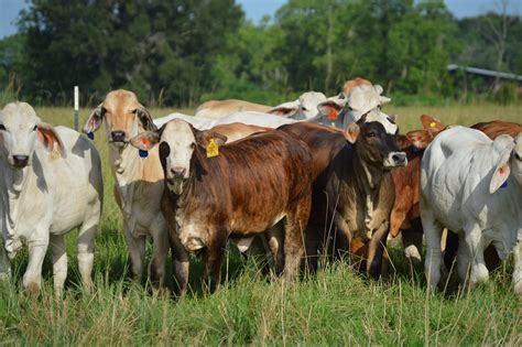 12 F1 Braford Heifers For Sale