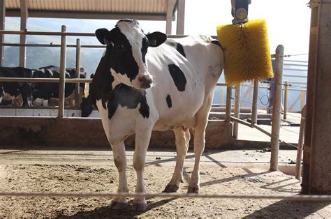 Como Proporcionar Um Ambiente Tranquilo E Sem Estresse Para As Vacas