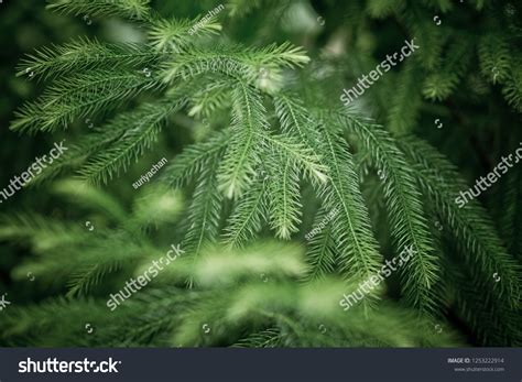 Green Leaves Background Wallpaper Texture Leaf Stock Photo 1253222914 ...