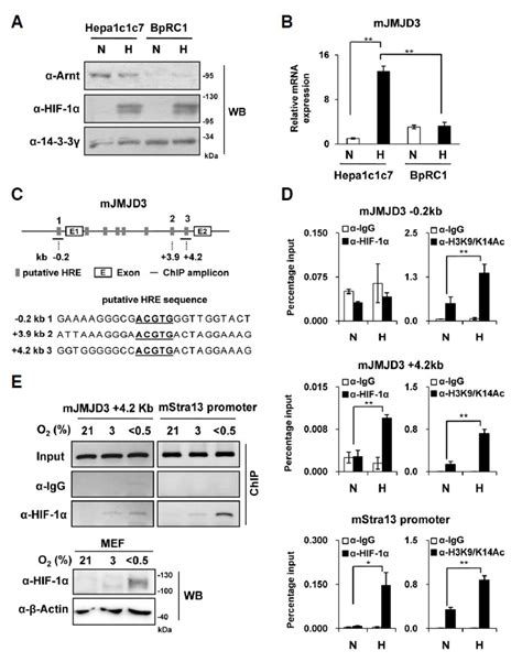 Arnt Dependent Hypoxic Induction Of The Mouse JMJD3 Gene A B