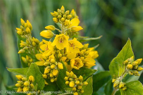 Вербейник обыкновенный (Lysimachia vulgaris)