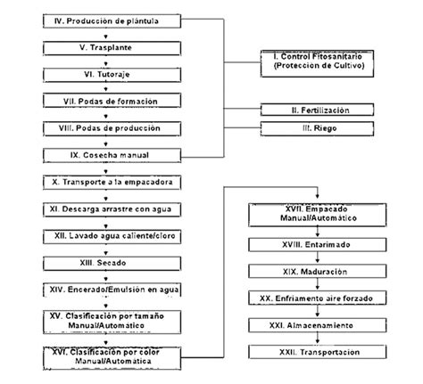 Elaboración de Salsa de Tomate y la Producción Diagramas de Flujo