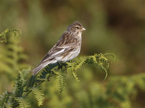 Twite Bird Facts (Linaria flavirostris) | Birdfact