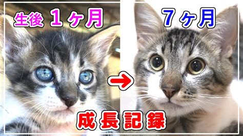 猫 の 成長 過程 画像