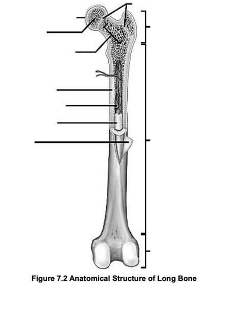 Anatomical Structure Of Long Bone Diagram Quizlet