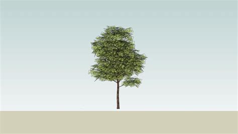 Tree 3d Ash 3d Warehouse