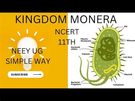 Kingdom Monera Ncert Class Th Biological Classification Neet