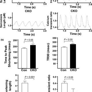 Cardiomyocytes Isolated From Cko Mice Exhibit Weaker Contractions And