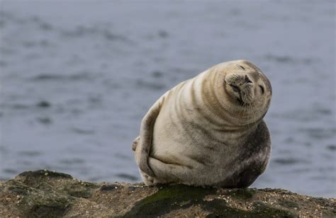 Definitive Guide To Harbor Seal Facts, Habitat, Conservation Status, Zoo Populations, Pictures ...