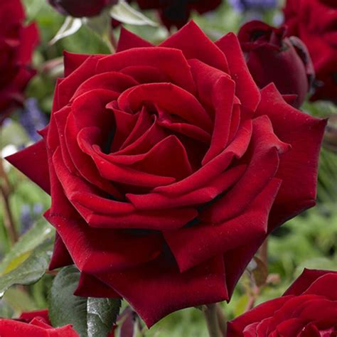 Las 10 rosas más aromáticas que deberías tener en tu jardín