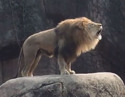 Mighty Zoo Lion Proves He's Still King Of The Jungle With Epic, Earth ...