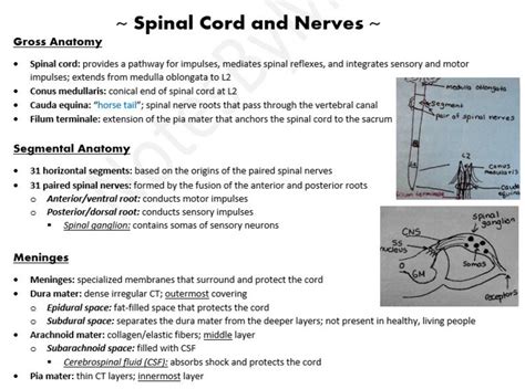 Anatomy and Physiology Notes, Lab Material, Diagrams, and Study Guide ...