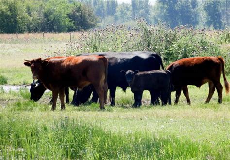 Dexter Cattle – Farmer John's Sustainable Farming