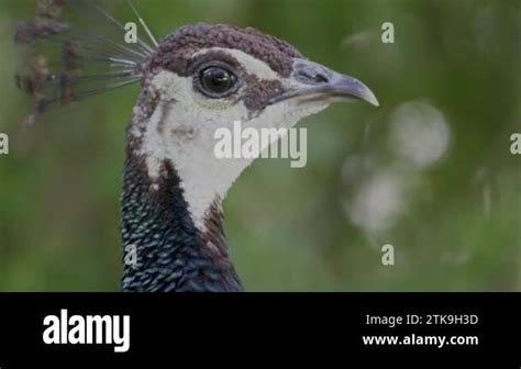 Genera Afropavo Stock Videos Footage HD And 4K Video Clips Alamy