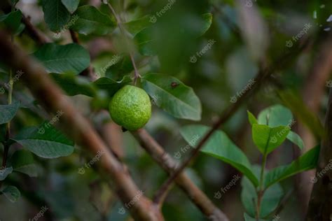 Premium Photo Guava Fruit Trees In An Organic Tropical Garden Guava Garden With A Large Number