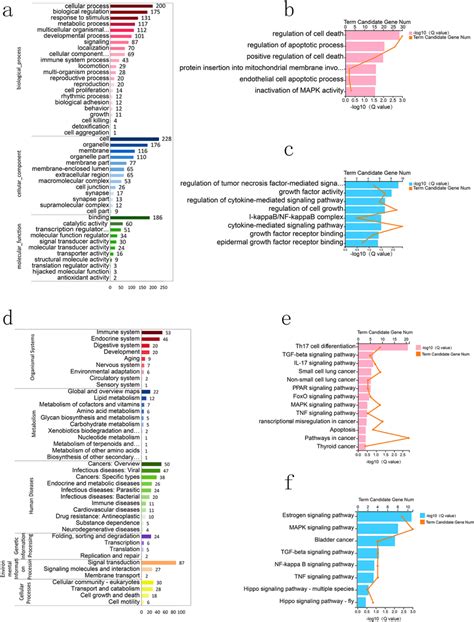 Analysis Of Go Terms And Kegg Pathways Affected By Cga Treatment A Go