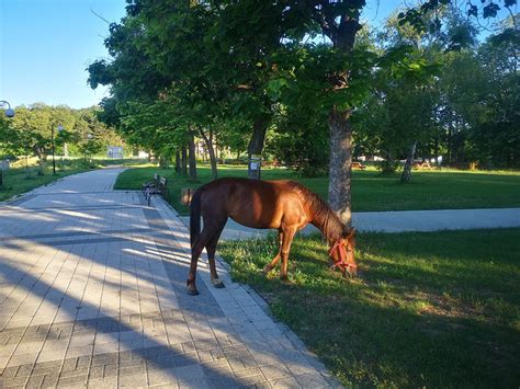 Янтра ДНЕС live | Кон се разходи из Г. Оряховица