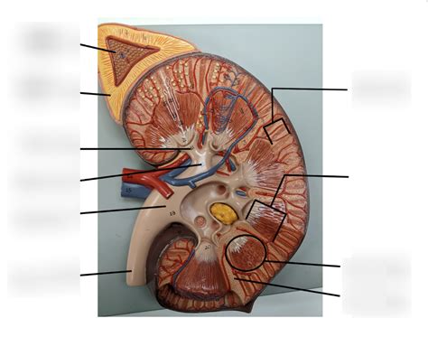 Biol Lab Exam Diagram Diagram Quizlet