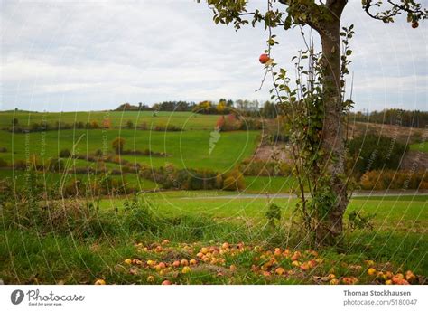 Kirschapfel Kleine Dekorative Rote Pfelchen Malus Baccata Ein