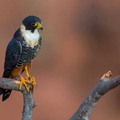 bat falcon falco rufigularis birdweather