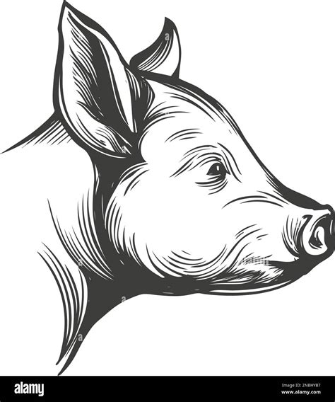 Pig Hand Drawn Vector Illustration Realistic Sketch Stock Vector Image