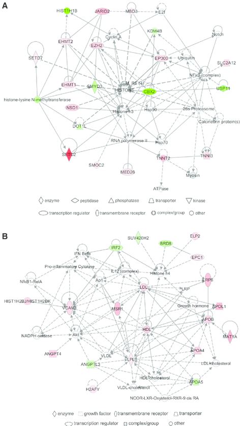 Top Networks Of Hcythiolactone Responsive Genes A Cardiovascular