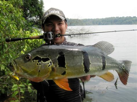 Ima Singapore: Our Catches on Ima Koume