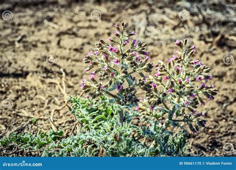 A Plant In The Steppes Royalty-Free Stock Image | CartoonDealer.com ...