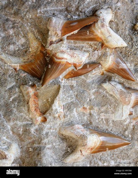 Fossilized Shark Teeth Stock Photo - Alamy