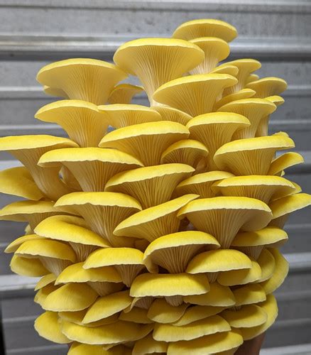 Grow Kit Golden Oyster Pleurotus Citrinopileatus Mushroom Home