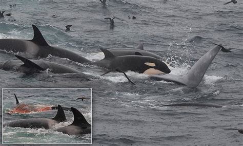 Incredible Pictures Show Blue Whale Being Killed And Eaten By Killer