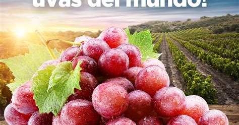 Desarrollo Peruano El Per Primer Exportador Mundial De Uvas