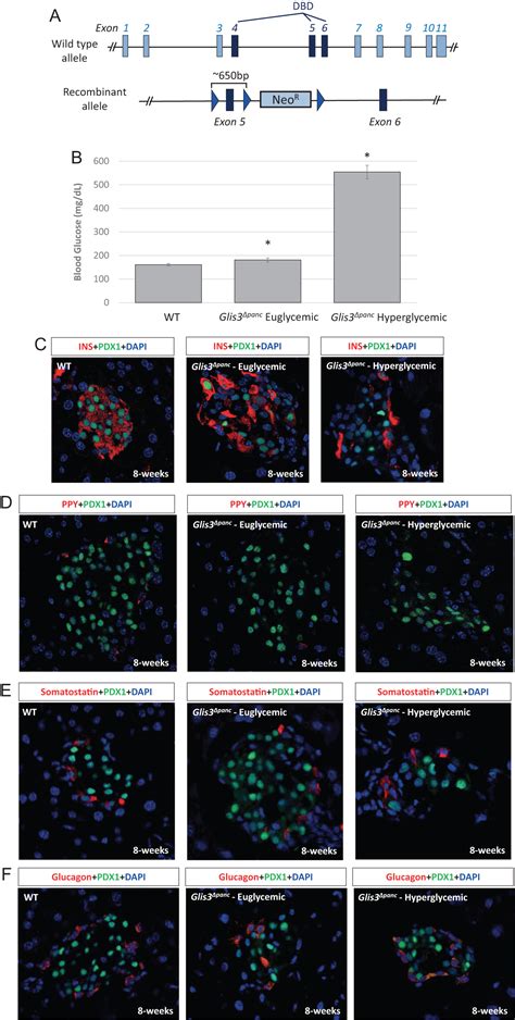 Glis3 Binds Pancreatic Beta Cell Regulatory Regions Alongside Other