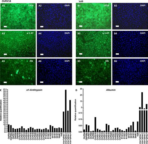 Expression of hepatic markers in hPSC-derived hepatocytes after 28 days ...