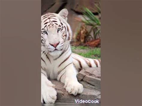 Білі тигри:) - YouTube