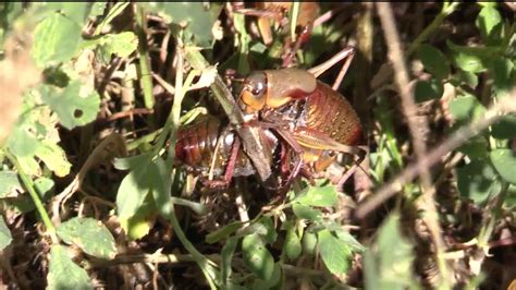 Mormon cricket infestations return to Utah