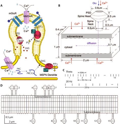 Morphology And Signaling Pathways In The Model A Glutamate Binds To