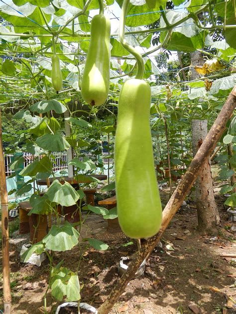 Calabash Gourd Bottle Gourd White Flowered Gourd Long Melon Louki Vegetable Seeds Nursery