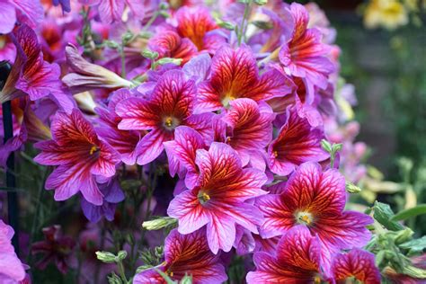 Сальпиглоссис: сорта с фото, выращивание из семян