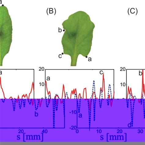 Arabidopsis Leaf Shape Phenotypes A S Kn Gr Leaves Sprayed With