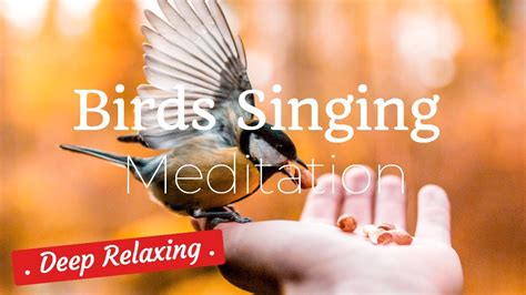 Birds Singing Meditation Nature Sound Music For Meditation Forest