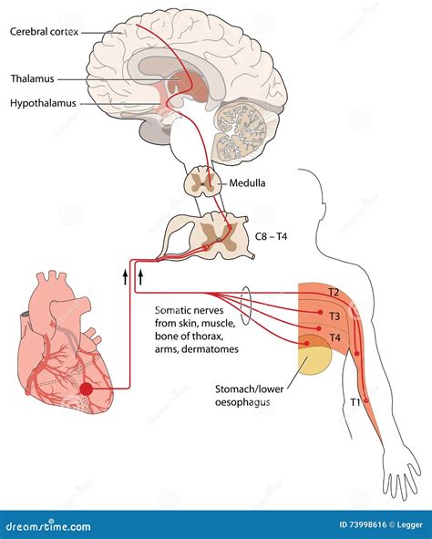 Nerve Pathways To The Bladder Cartoon Vector 25337225