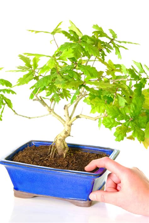 Oak Bonsai Tree For Sale Quercus Robur Outdoor Bonsai Uk