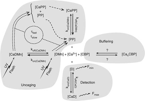 Measuring the Ca2+-Binding Kinetics of Proteins