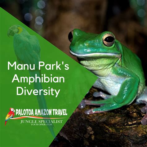 Manu Park S Amphibian Diversity Palotoa Amazon Travel