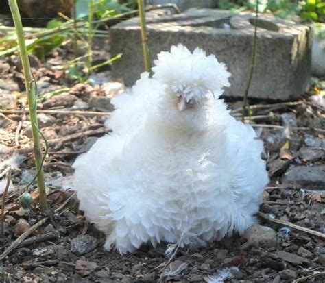 Frizzle Chicken: Breed Standard, Appearance, Care and More