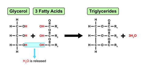 Triglycerides Molecule Structure