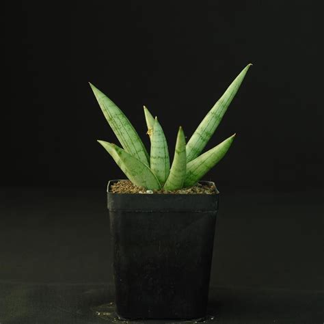 Sansevieria Silver Crown India S Online Garden Store Buy