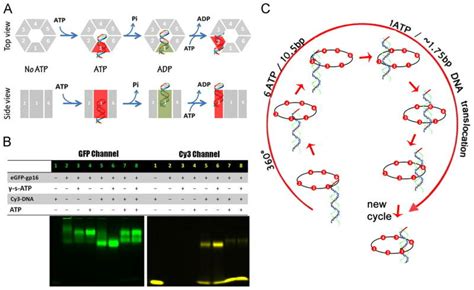 Mechanism Of Sequential Revolution In Translocating Genomic Dsdna