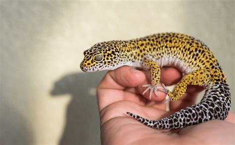 How Long Do Leopard Geckos Live Pet Wild Lifespan More Reptiles